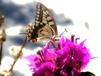 Butterfly... - Fotoraf: Selen Beng Deveci fotoraflar fotoraf galerisi. 