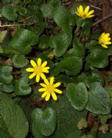 Ranunculus - Fotoraf: zge Kocadal fotoraflar fotoraf galerisi. 