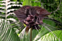 Tacca Chantrieri