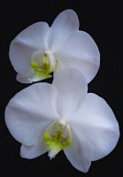 Beyaz Orkideler - Fotoraf: Ayegl Yldrm fotoraflar fotoraf galerisi. 