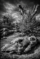 Do�a’n�n ���l���...