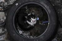Sokak Hayvanlar (kedi) - Fotoraf: Samet entrk fotoraflar fotoraf galerisi. 