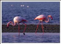 Flamingo - Fotoraf: Kadir rkin fotoraflar fotoraf galerisi. 