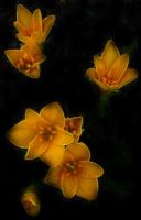Yellow Fractal Passion - Fotoraf: Atlm Glen fotoraflar fotoraf galerisi. 
