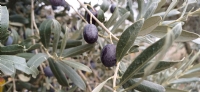 Dalnda Zeytin