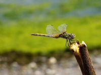 Dragonfly :) - Fotoraf: alar Yldz fotoraflar fotoraf galerisi. 