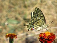 Papilio Machaon - Fotoraf: Sevgi Duygu fotoraflar fotoraf galerisi. 