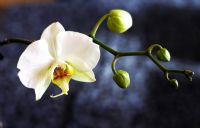 Orkide - Fotoraf: Erkin ztrk fotoraflar fotoraf galerisi. 