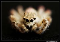 Spider - Fotoraf: Muhammed Topu fotoraflar fotoraf galerisi. 