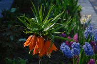 Fritillarria mp Aurora