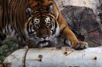 Tiger - Fotoraf: Hakan Akgn fotoraflar fotoraf galerisi. 