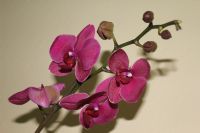Orkide - Fotoraf: smail Deirmenci fotoraflar fotoraf galerisi. 