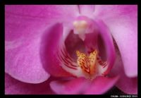 Orkide - Fotoraf: Hakan Balikci fotoraflar fotoraf galerisi. 