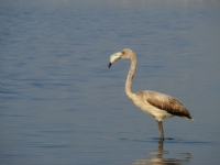 Gen Flamingo