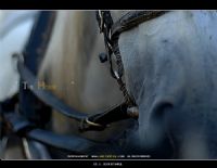 The Horse - Fotoraf: mit Aktay fotoraflar fotoraf galerisi. 