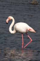 Flamingo - Fotoraf: Recai abuk fotoraflar fotoraf galerisi. 