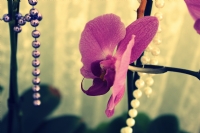 Orkide.