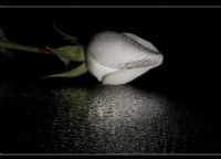White Rose - Fotoraf: Ural Ensar fotoraflar fotoraf galerisi. 