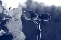 Pelargonum Domesticum/sardunya