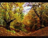 Mevsimlerden Sonbahar - Fotoraf: Beste Koyuncu fotoraflar fotoraf galerisi. 