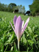 Colchicum Turcicum - Fotoraf: brahim Szen fotoraflar fotoraf galerisi. 