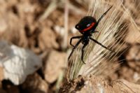 Black Spider - Fotoraf: S. elik fotoraflar fotoraf galerisi. 