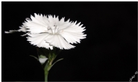 Beyaz Bir Karanfil - Fotoraf: Gke Duman fotoraflar fotoraf galerisi. 