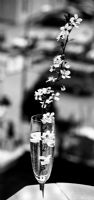 Spring Champagne - Fotoraf: Ludmila Yilmaz fotoraflar fotoraf galerisi. 