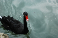 Black Swan - Fotoraf: Pnar Grhan fotoraflar fotoraf galerisi. 