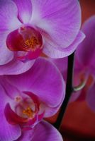 Orkide - Fotoraf: Onur Gner Gray fotoraflar fotoraf galerisi. 