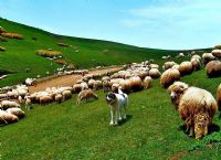 Koyunlar Ve Bekileri - Fotoraf: Naim akr fotoraflar fotoraf galerisi. 