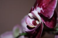 Orkide’mmm - Fotoraf: Aysel Ebrar fotoraflar fotoraf galerisi. 