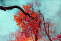 The Autumn_{sonbahar} - Fotoraf: Korhan Kalabak fotoraflar fotoraf galerisi. 