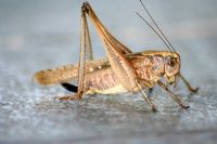 Locusta - Fotoraf: Abdullah Arkan fotoraflar fotoraf galerisi. 