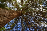 Ağaç Gibi Olmak - Fotoğraf: Hakan Ural fotoğrafları fotoğraf galerisi. 