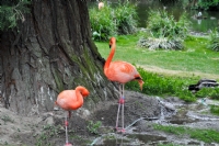 Flamingo 3 - Fotoraf: Murat Almislar fotoraflar fotoraf galerisi. 