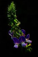 Fractal Lilac Shining - Fotoraf: Atlm Glen fotoraflar fotoraf galerisi. 
