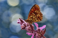 Nymphalidae / ift Noktal Brentis / / Brenthis H