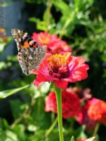 Bir Bakadr Kelebekler neada ’da - Fotoraf: Arca Diril fotoraflar fotoraf galerisi. 
