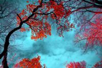 The Autumn_{sonbahar} - Fotoraf: Korhan Kalabak fotoraflar fotoraf galerisi. 