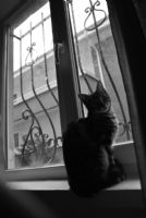Penceremden Kular Dlemek - Fotoraf: eyda Aydn fotoraflar fotoraf galerisi. 