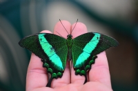 Papilio Palinurus - Fotoraf: Gazi Sahin fotoraflar fotoraf galerisi. 