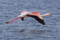 Flamingo - Fotoraf: Hamit Bozta fotoraflar fotoraf galerisi. 