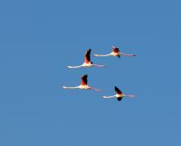 Flamingo Srs - Fotoraf: Muharrem zkayahan fotoraflar fotoraf galerisi. 