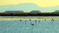 Flamingolar - Fotoraf: Hakk Ukun fotoraflar fotoraf galerisi. 