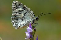Kelebekler 3 - Fotoraf: Dede Yunus Grsoy fotoraflar fotoraf galerisi. 