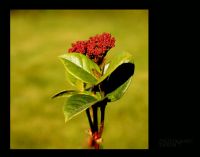 Lantana Camara - Fotoraf: Ekrem Tokuz fotoraflar fotoraf galerisi. 