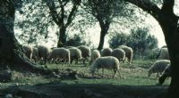 Koyunlar - Fotoraf: Sencer Tmer fotoraflar fotoraf galerisi. 