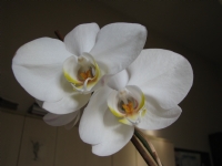 Orkide - Fotoraf: zzet ... fotoraflar fotoraf galerisi. 