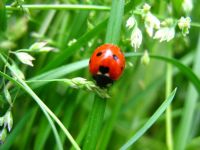 Ugur_bocek - Fotoraf: Ladybug Crash fotoraflar fotoraf galerisi. 